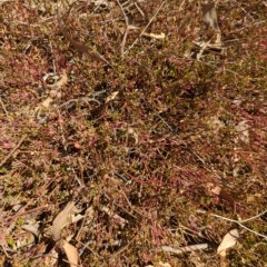 Einadia hastata (Berry Saltbush) at Mount Majura - 8 Mar 2023 by Avery