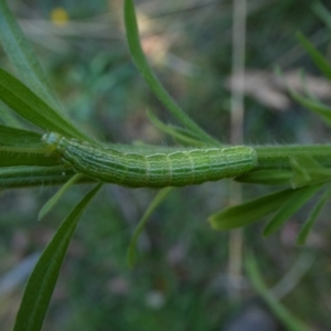 Plusiinae (subfamily) Immature at suppressed - suppressed