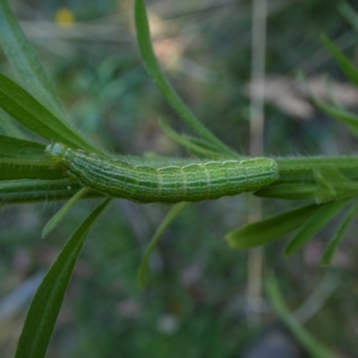 Plusiinae (subfamily) Immature (green looper) at Charleys Forest, NSW - 7 Mar 2023 by arjay