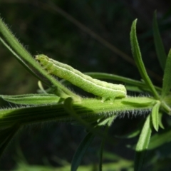 Plusiinae (subfamily) Immature at suppressed - 7 Mar 2023