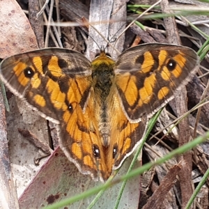 Heteronympha penelope at Mount Clear, ACT - 8 Mar 2023