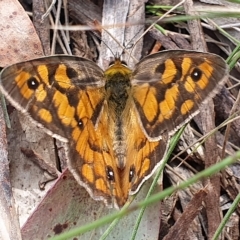 Heteronympha penelope (Shouldered Brown) at Mount Clear, ACT - 7 Mar 2023 by Philip