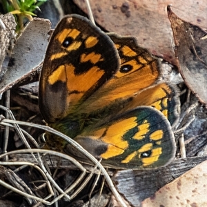 Heteronympha penelope at Mount Clear, ACT - 8 Mar 2023