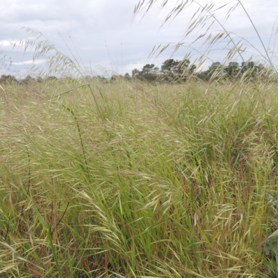 Avena (genus) (Wild Oats) at Boorowa, NSW - 23 Oct 2022 by MichaelBedingfield