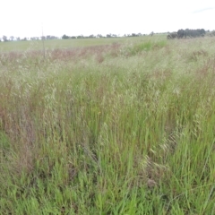 Avena sp. at Boorowa, NSW - 23 Oct 2022