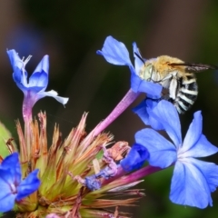 Amegilla (Zonamegilla) asserta (Blue Banded Bee) at Downer, ACT - 8 Mar 2023 by RobertD