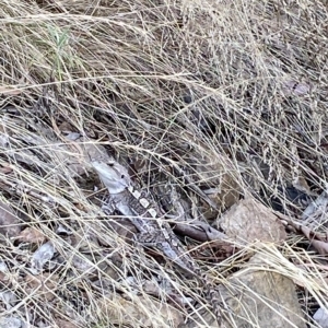 Amphibolurus muricatus at Acton, ACT - 17 Feb 2023