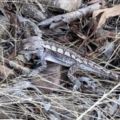 Amphibolurus muricatus at Acton, ACT - 17 Feb 2023 04:56 PM