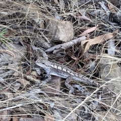 Amphibolurus muricatus at Acton, ACT - 17 Feb 2023