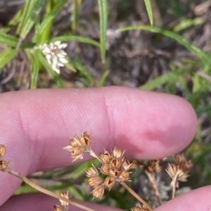 Juncus vaginatus at Acton, ACT - 17 Feb 2023 04:54 PM