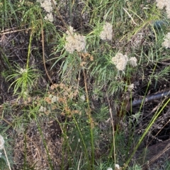 Juncus vaginatus at Acton, ACT - 17 Feb 2023 04:54 PM