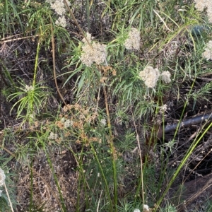 Juncus vaginatus at Acton, ACT - 17 Feb 2023 04:54 PM