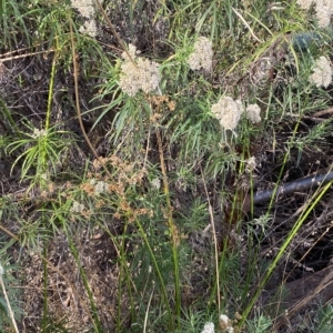 Juncus vaginatus at Acton, ACT - 17 Feb 2023 04:54 PM