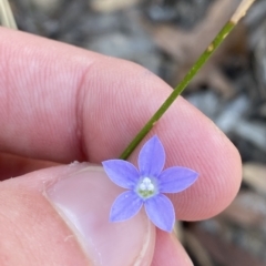 Wahlenbergia multicaulis (Tadgell's Bluebell) at ANBG South Annex - 17 Feb 2023 by Tapirlord