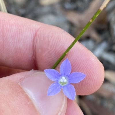 Wahlenbergia multicaulis (Tadgell's Bluebell) at ANBG South Annex - 17 Feb 2023 by Tapirlord