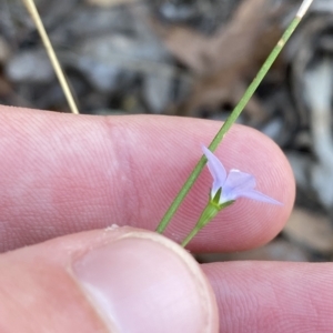 Wahlenbergia multicaulis at Acton, ACT - 17 Feb 2023