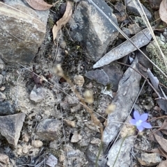 Wahlenbergia multicaulis at Acton, ACT - 17 Feb 2023 04:25 PM