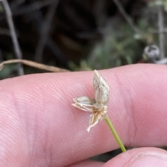 Laxmannia gracilis (Slender Wire Lily) at Dryandra St Woodland - 16 Feb 2023 by Tapirlord