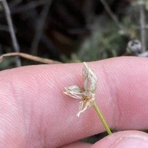 Laxmannia gracilis at O'Connor, ACT - 16 Feb 2023