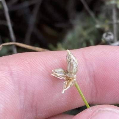 Laxmannia gracilis (Slender Wire Lily) at O'Connor, ACT - 16 Feb 2023 by Tapirlord