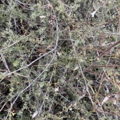 Laxmannia gracilis at O'Connor, ACT - 16 Feb 2023
