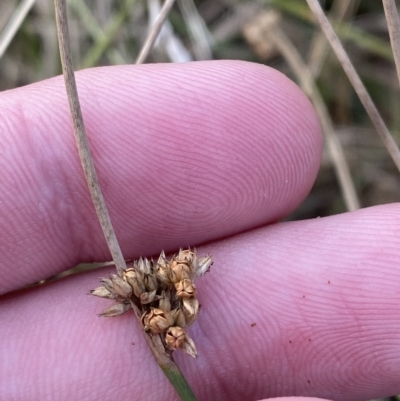 Juncus filicaulis (Thread Rush) at Red Hill Nature Reserve - 13 Feb 2023 by Tapirlord