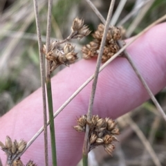 Juncus filicaulis at Deakin, ACT - 13 Feb 2023 06:47 PM