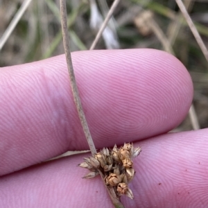 Juncus filicaulis at Deakin, ACT - 13 Feb 2023 06:47 PM