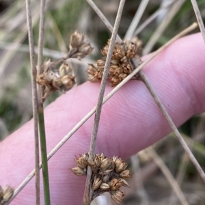 Juncus filicaulis at Deakin, ACT - 13 Feb 2023 06:47 PM