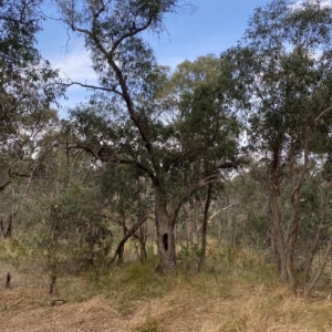 Eucalyptus dives at Red Hill, ACT - 13 Feb 2023