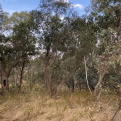 Eucalyptus dives at Red Hill, ACT - 13 Feb 2023
