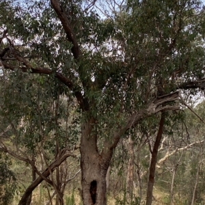 Eucalyptus dives at Red Hill, ACT - 13 Feb 2023