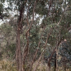 Eucalyptus dives at Red Hill, ACT - 13 Feb 2023