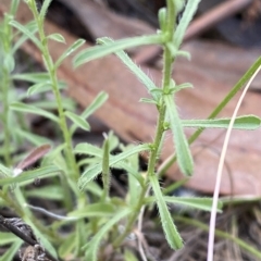 Vittadinia cuneata var. cuneata (Fuzzy New Holland Daisy) at Federal Golf Course - 13 Feb 2023 by Tapirlord