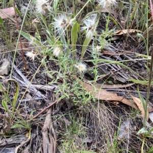 Vittadinia cuneata var. cuneata at Hughes, ACT - 13 Feb 2023