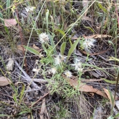 Vittadinia cuneata var. cuneata at Hughes, ACT - 13 Feb 2023