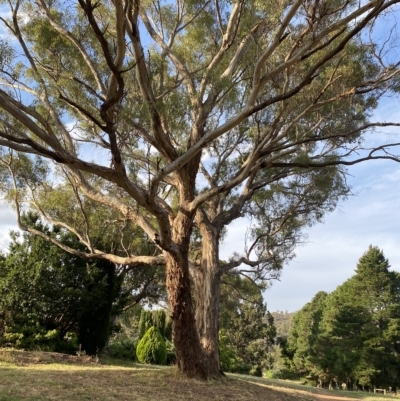 Eucalyptus melliodora (Yellow Box) at Red Hill to Yarralumla Creek - 13 Feb 2023 by Tapirlord