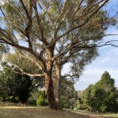 Eucalyptus melliodora at Red Hill to Yarralumla Creek - 13 Feb 2023 06:34 PM