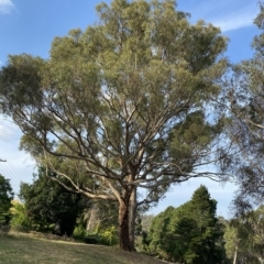 Eucalyptus melliodora at Red Hill to Yarralumla Creek - 13 Feb 2023