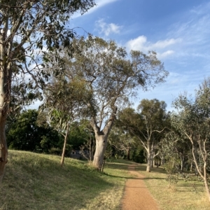 Eucalyptus blakelyi at Red Hill to Yarralumla Creek - 13 Feb 2023 06:33 PM