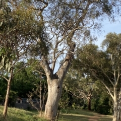 Eucalyptus blakelyi at Red Hill to Yarralumla Creek - 13 Feb 2023 06:33 PM