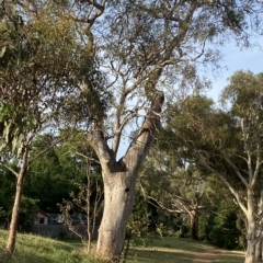 Eucalyptus blakelyi at Hughes, ACT - 13 Feb 2023