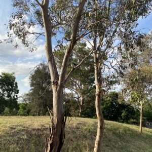 Eucalyptus blakelyi at Red Hill to Yarralumla Creek - 13 Feb 2023 06:33 PM