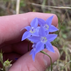 Wahlenbergia luteola (Yellowish Bluebell) at Hughes, ACT - 13 Feb 2023 by Tapirlord