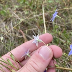 Wahlenbergia luteola at Hughes, ACT - 13 Feb 2023