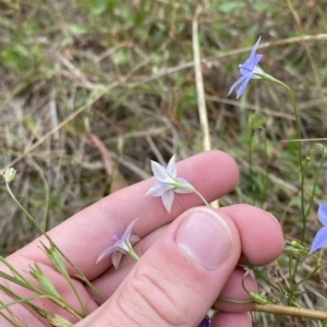 Wahlenbergia luteola at Hughes, ACT - 13 Feb 2023 06:22 PM