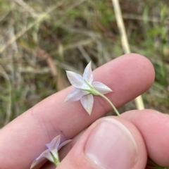 Wahlenbergia luteola at Hughes, ACT - 13 Feb 2023 06:22 PM