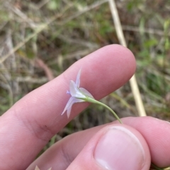 Wahlenbergia luteola at Hughes, ACT - 13 Feb 2023 06:22 PM