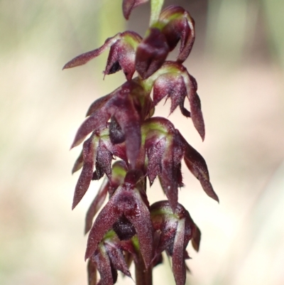 Corunastylis woollsii (Dark Midge Orchid) at Jerrawangala, NSW - 8 Mar 2023 by AnneG1