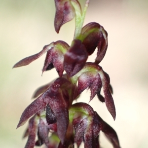 Corunastylis woollsii at Jerrawangala, NSW - suppressed